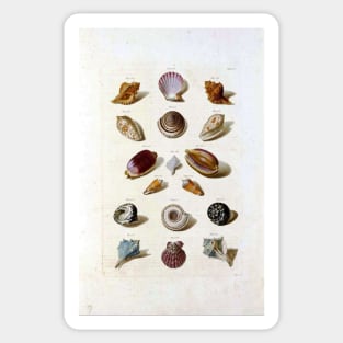 Sea Shell Colection Sticker